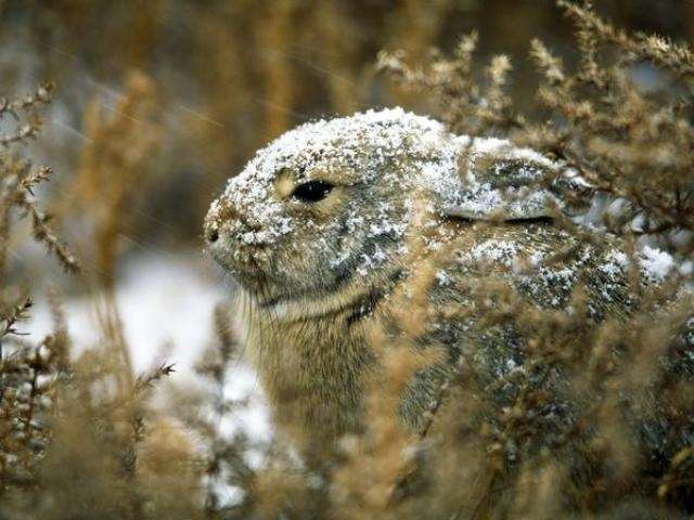 Shangrala's Winter Wildlife