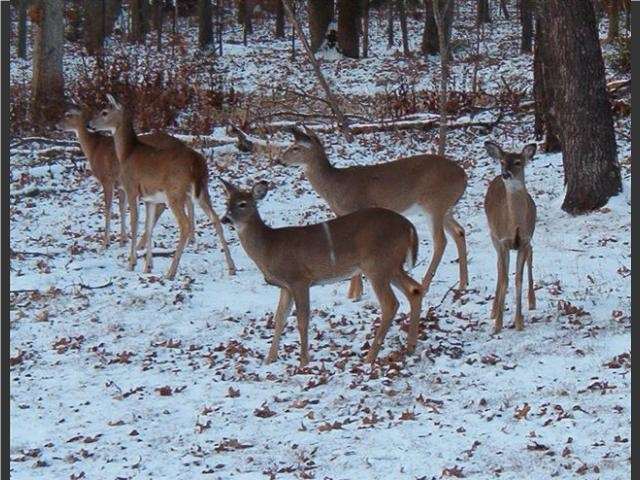 Shangrala's Winter Wildlife