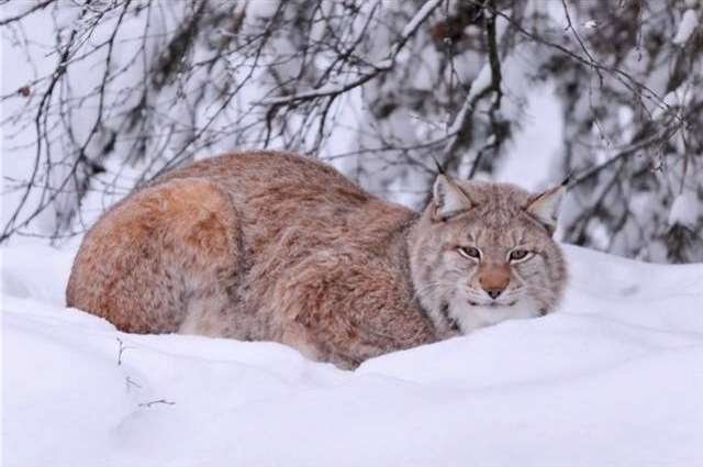 Shangrala's Winter Wildlife