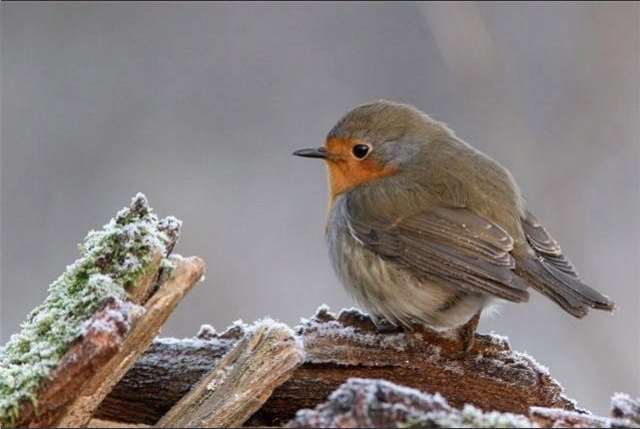 Shangrala's Winter Wildlife