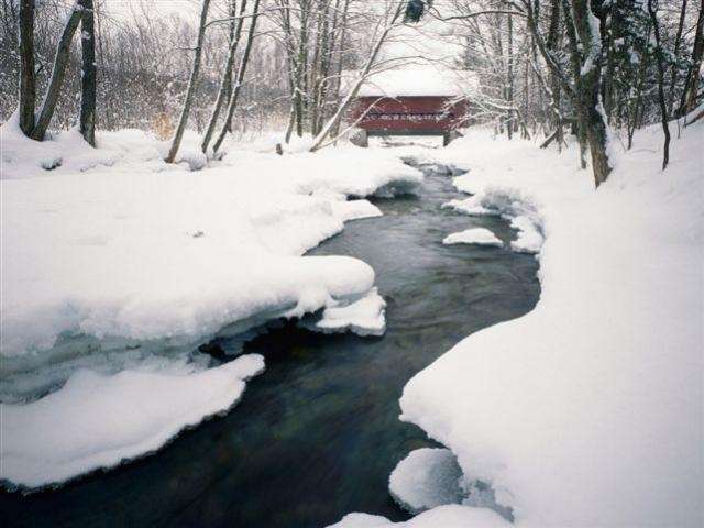 Shangrala's Winter Wildlife