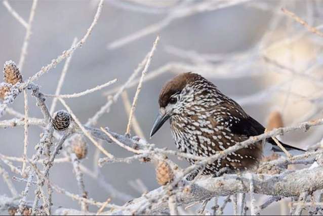 Shangrala's Winter Wildlife