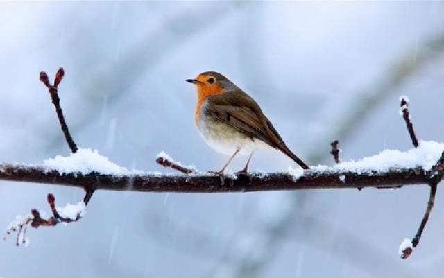 Shangrala's Winter Wildlife