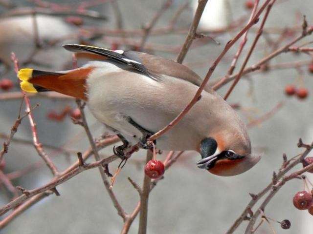 Shangrala's Winter Wildlife