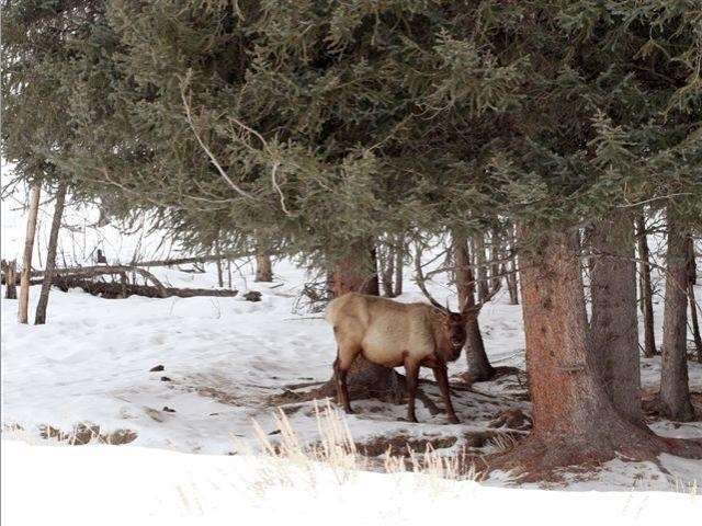 Shangrala's Winter Wildlife