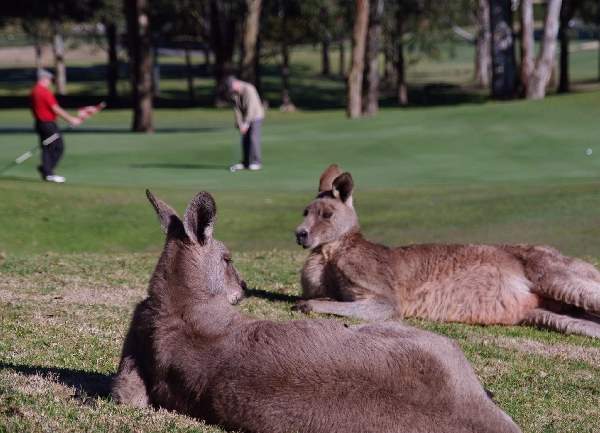 Shangrala's Only In Australia