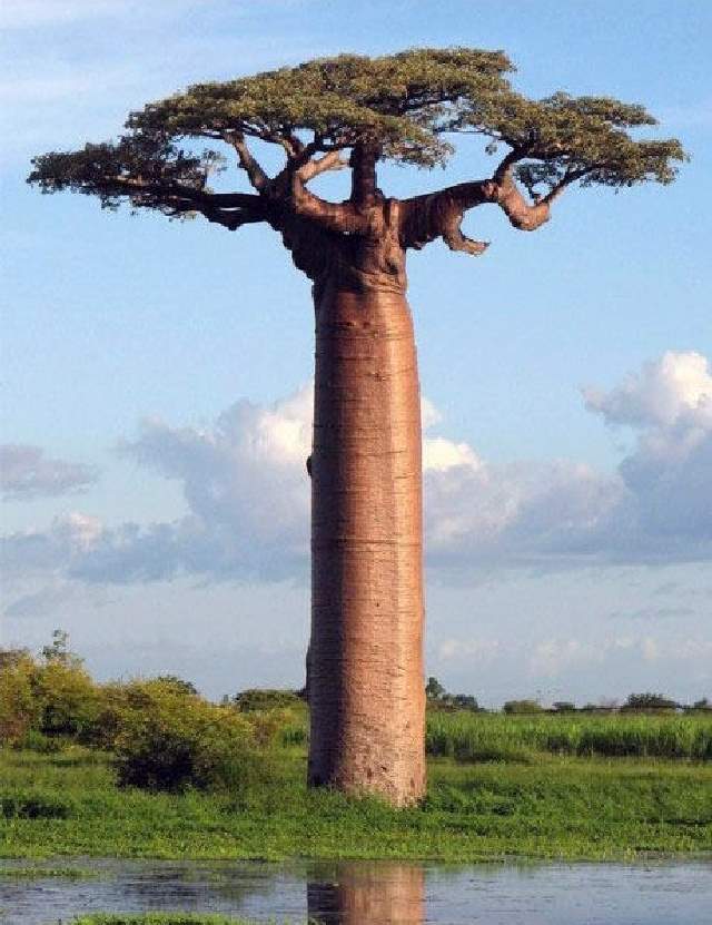 giant baobab tree first floor minecraft erebus