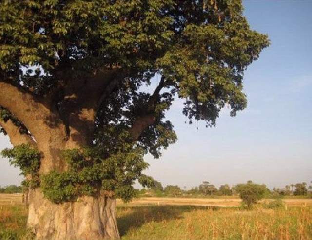 Shangrala's Big Baobab Tree