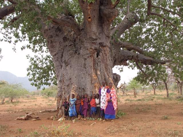 Shangrala's Big Baobab Tree