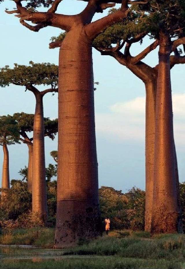 Shangrala's Big Baobab Tree