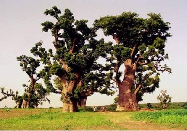 Shangrala's Big Baobab Tree