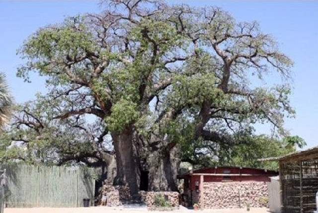 Shangrala's Big Baobab Tree