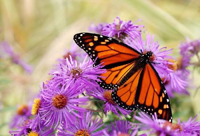 Shangrala's Beautiful Butterflies