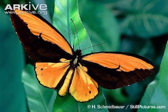 Shangrala's Beautiful Butterflies