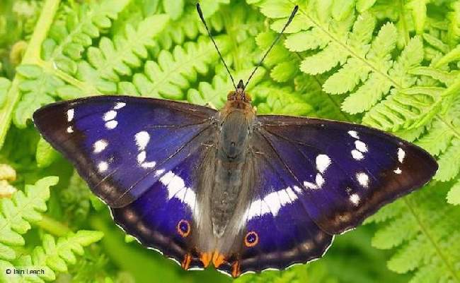 Shangrala's Beautiful Butterflies