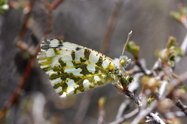 Shangrala's Beautiful Butterflies