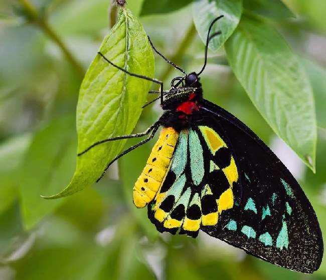 Shangrala's Beautiful Butterflies