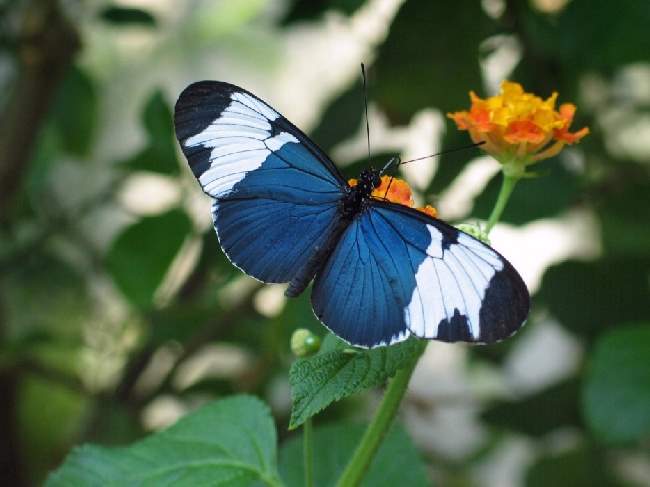 Shangrala's Beautiful Butterflies