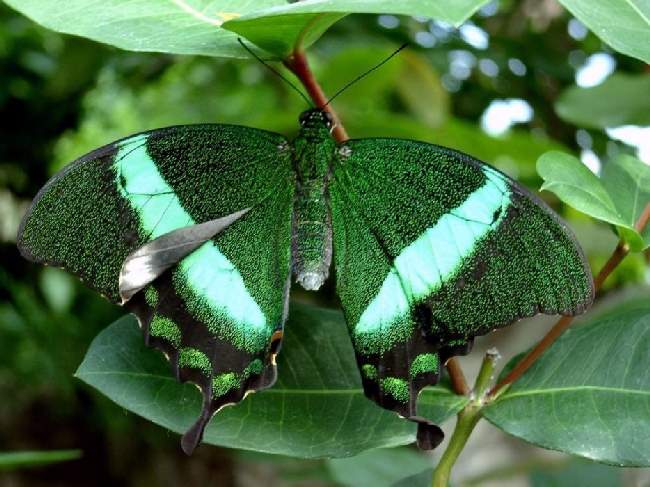 Shangrala's Beautiful Butterflies