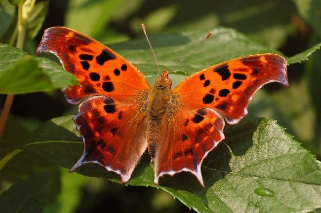 Shangrala's Beautiful Butterflies