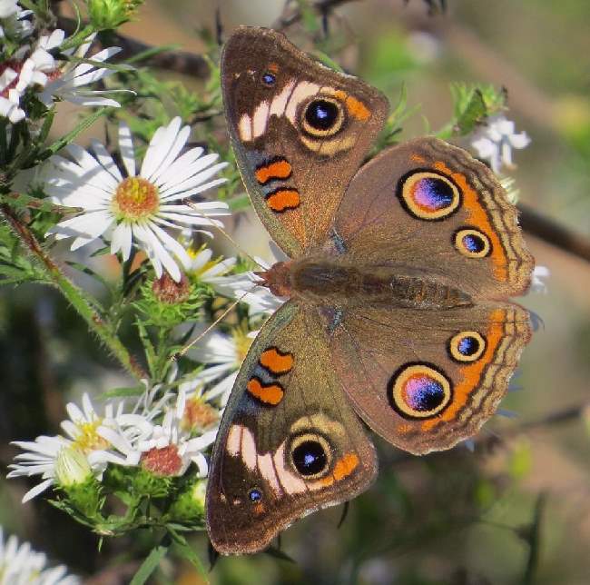 Shangrala's Beautiful Butterflies