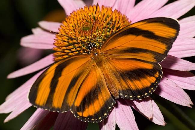 Shangrala's Beautiful Butterflies