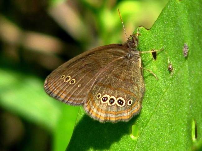 Shangrala's Beautiful Butterflies