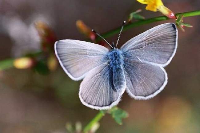 Shangrala's Beautiful Butterflies