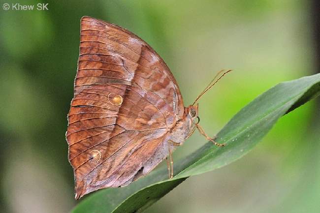 Shangrala's Beautiful Butterflies