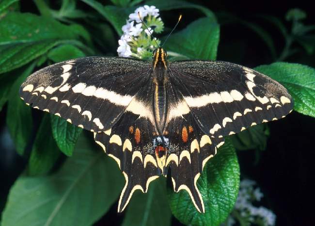 Shangrala's Beautiful Butterflies