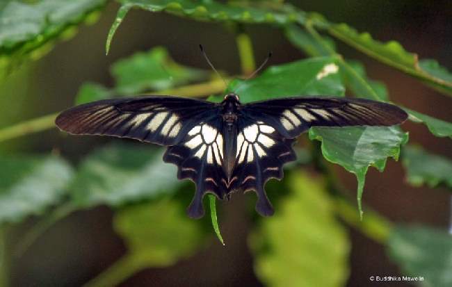 Shangrala's Beautiful Butterflies