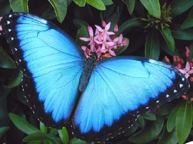 Shangrala's Beautiful Butterflies