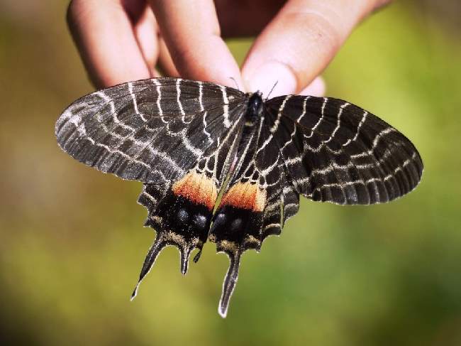 Shangrala's Beautiful Butterflies