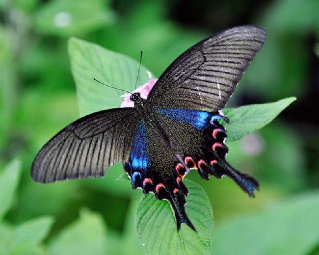 Shangrala's Beautiful Butterflies