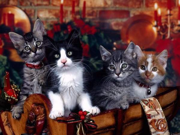 Shangrala's Christmas With Cats