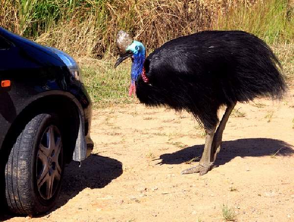 Shangrala's REAL Angry Birds