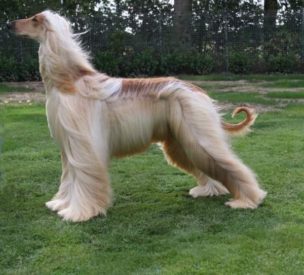 dog long fur