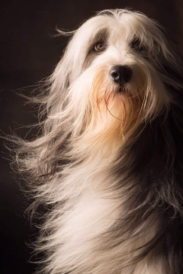 Shangrala's Dogs With Beautiful Long Fur