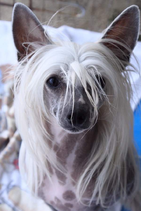 Shangrala's Dogs With Beautiful Long Fur