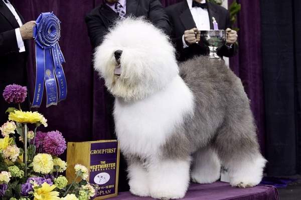 Shangrala's Dogs With Beautiful Long Fur 2