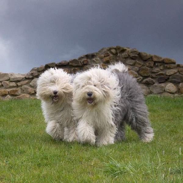 Shangrala's Dogs With Beautiful Long Fur 2