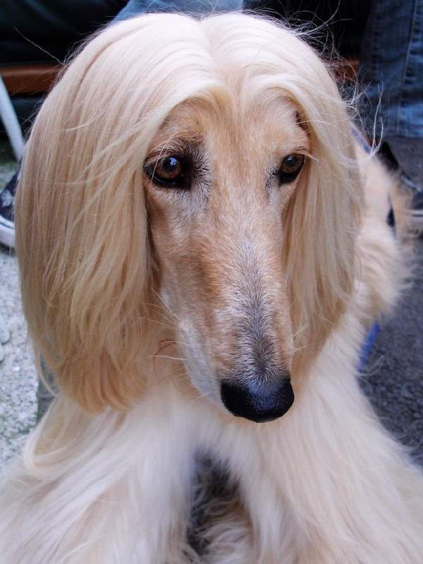 Shangrala's Dogs With Beautiful Long Fur