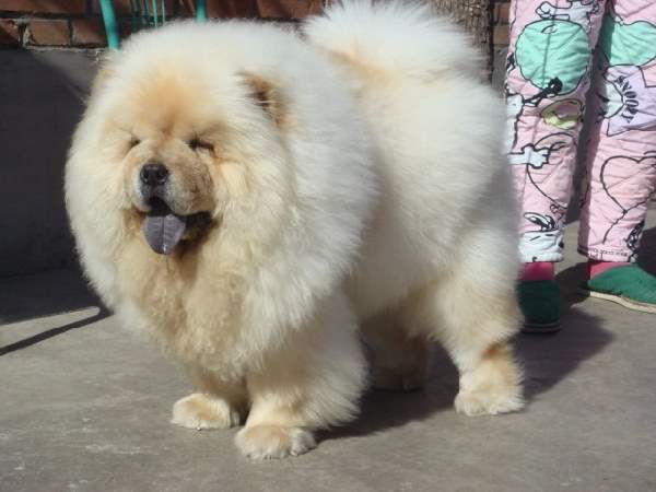 Shangrala's Dogs With Beautiful Long Fur 2