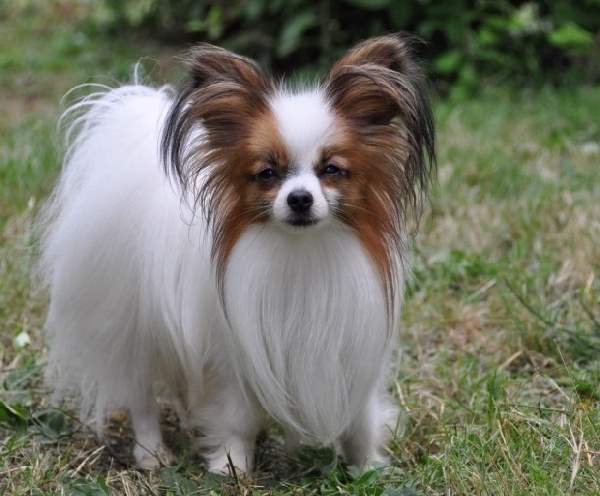 Shangrala's Dogs With Beautiful Long Fur 2