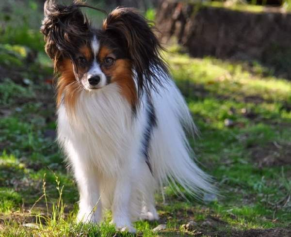 Shangrala's Dogs With Beautiful Long Fur 2