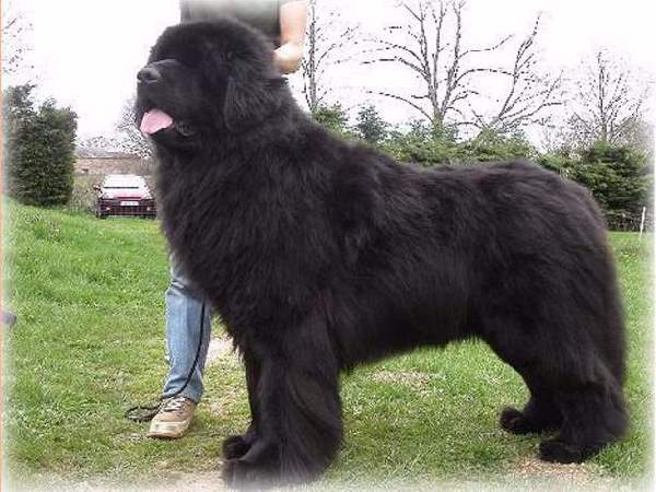 Shangrala's Dogs With Beautiful Long Fur 2