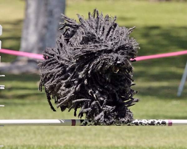 Shangrala's Dogs With Beautiful Long Fur