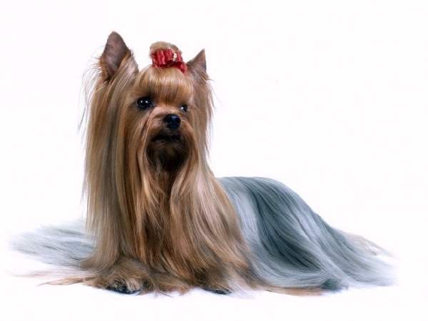 Shangrala's Dogs With Beautiful Long Fur 2