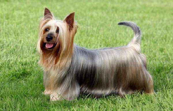 Shangrala's Dogs With Beautiful Long Fur 2