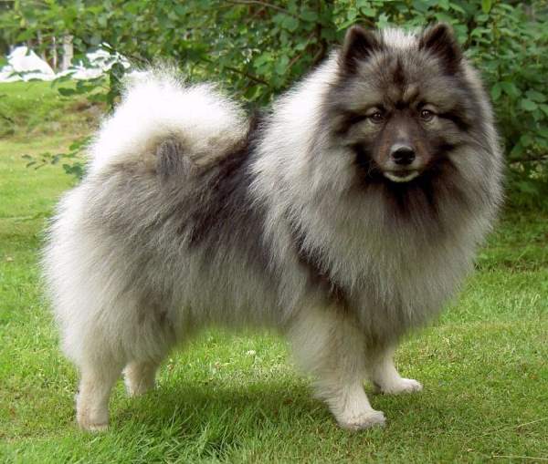 Shangrala's Dogs With Beautiful Long Fur 2